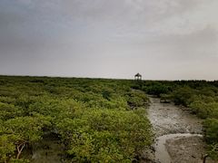 -北海金海湾红树林生态旅游区