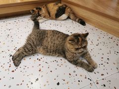-滚猫咖啡·猫咖·猫友好撸猫(未来城店)