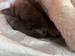 -瑞派福兴宠物医院犬猫全科·骨科·中西医结合(河东店)