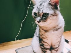 -猫亿天猫咖