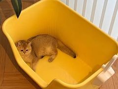 -宠爱国际动物医院· 猫科· 外科·中兽医(长白店)