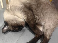 -藏猫猫咖啡主题馆(中央大道店)