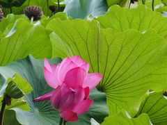 -莲池书院博物馆