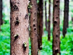 -黄海国家森林公园