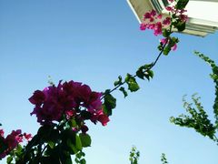 -鼓浪屿牌馅饼(博物馆店)