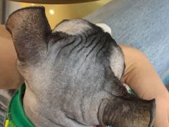 -糯米喵星人·撸猫猫舍咖啡馆(西市场嘉华店)