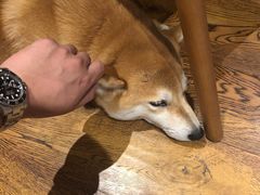 -柴务处·柴犬主题狗咖