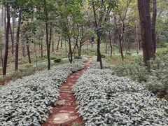 -铁山坪森林公园