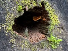 -五营红松林海景区