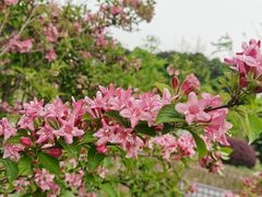 -铁山坪森林公园