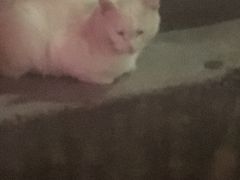 -螺大蛳柳州螺蛳粉·火锅·热干面(西城永捷店)