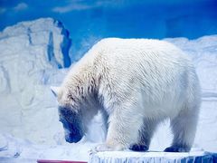 -大连老虎滩海洋公园