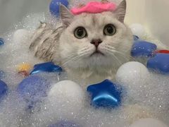 -车接车送·寄养洗护·德文猫舍(大宁店)