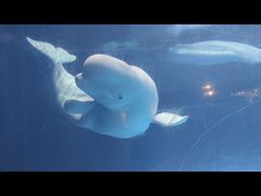 -海合安武汉极地海洋公园