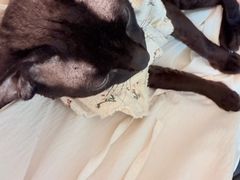 -派特宠物医院(圆融广场店)