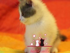 -Bastet sally猫舍购宠(静安店)