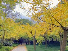 -上海共青森林公园