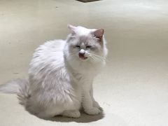 -藏猫猫咖啡主题馆(中央大道店)