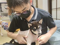 -逗柴咖啡屋·狗咖猫咖宠物桌游