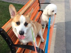 -爱侣宠医·鹦鹉专科·小型哺乳类·异宠专科(灵石路店)