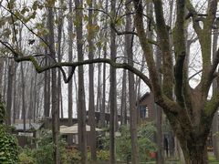 -林间山庄