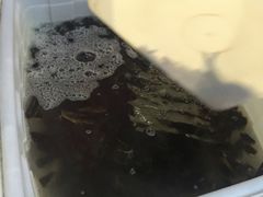 -金海椒罐罐鲢鱼(东方桂苑店)