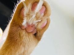 -藏猫猫咖啡主题馆(中央大道店)