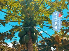 -万兴启丰椰子文化园餐厅