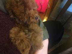 -李小姐の猫咖啡馆(五角场店)