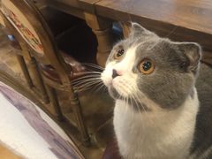 -共舞时光猫咖·狗咖(新街口店)