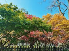 -上海共青森林公园