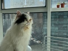 -米宠家·撸猫猫咖小萌宠·猫咪洗澡·猫咪寄养(高新大都荟店)