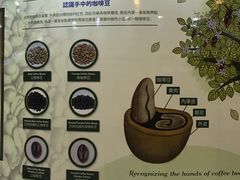 -巴厘岛黄金金兔咖啡工厂