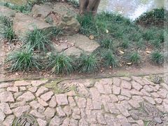 -秋霞圃