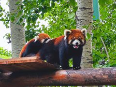 -北京野生动物园