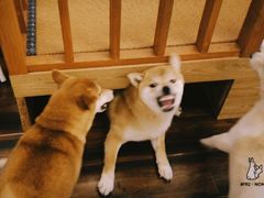 -豆柴町-柴犬主题狗咖(红鼎国际C座店)