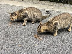 -观澳平台