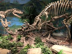 -自贡恐龙博物馆