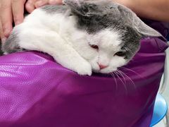 -宠福鑫康馨动物医院·骨科·眼科