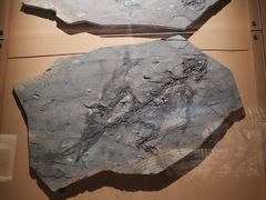 -辽宁古生物博物馆