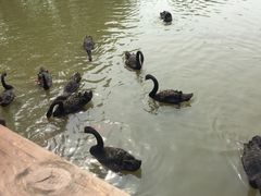 -溱湖国家湿地公园