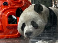 -栾川竹海野生动物园