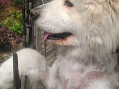 -伟伟宠物医院·CT影像中心·瑞派犬猫综合性门诊(汉口总院)