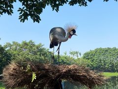 -广州长隆飞鸟乐园