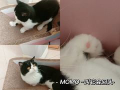 -Catmate·猫肥家润(金润铂宫店)