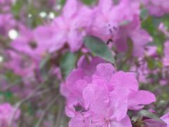-黑龙江省森林植物园