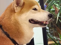 -2326 Coffee Roaster咖啡豆可选店(林肯公园店)