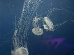 -海合安武汉极地海洋公园