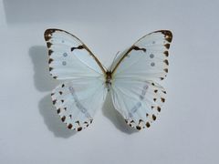 -上海昆虫博物馆