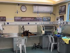 -动物缘宠物医院·骨科·猫科(西二环店)